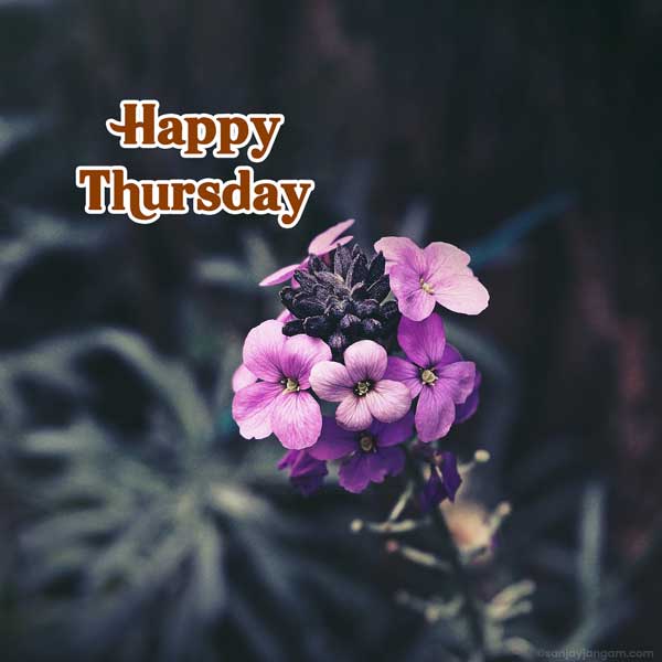 happy thursday greetings