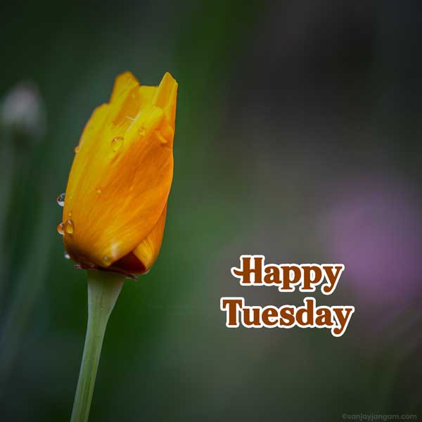 happy tuesday blessings images