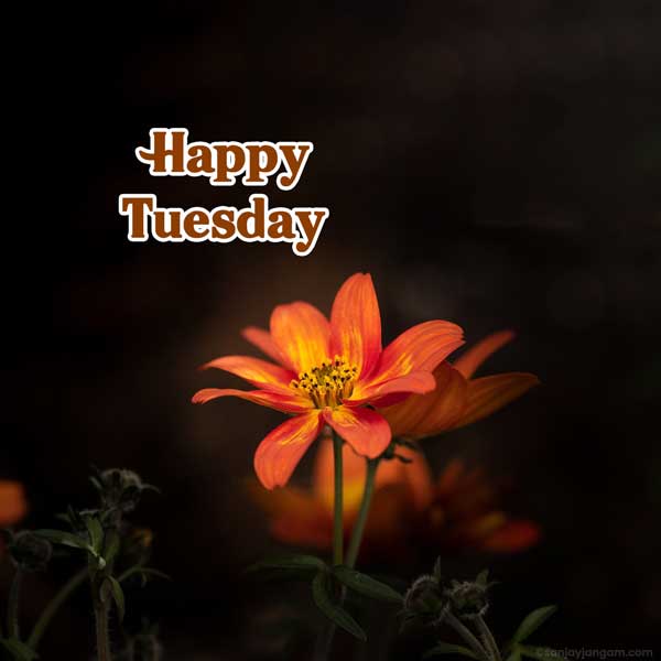 happy tuesday coffee images