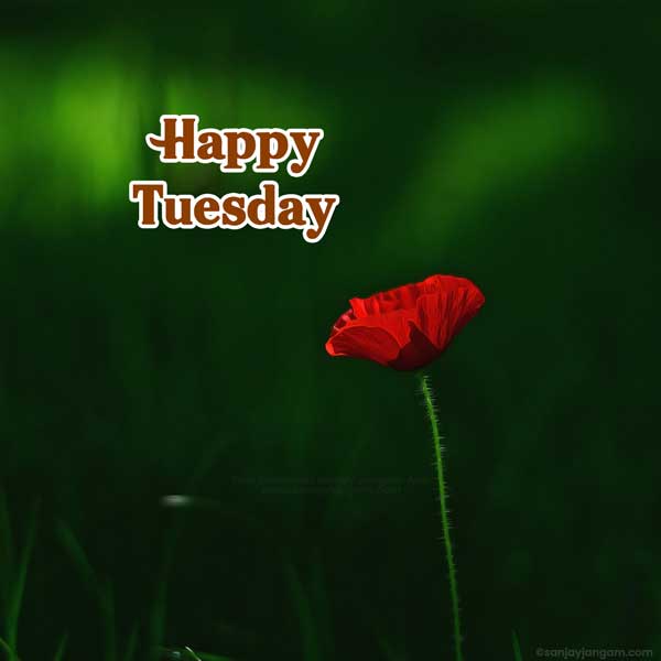 happy tuesday flowers images