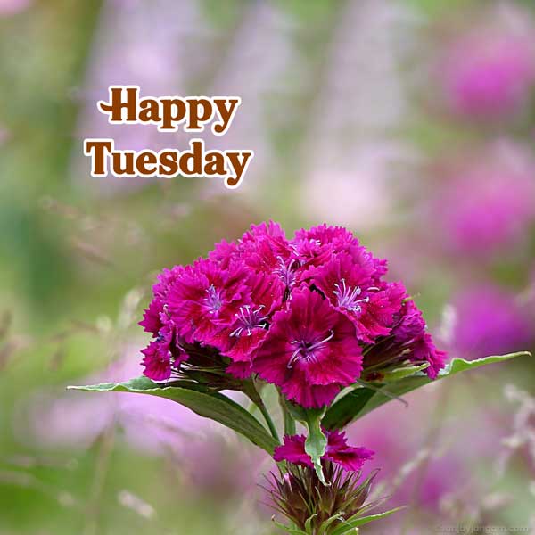 happy tuesday friends images