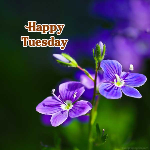 happy tuesday god images