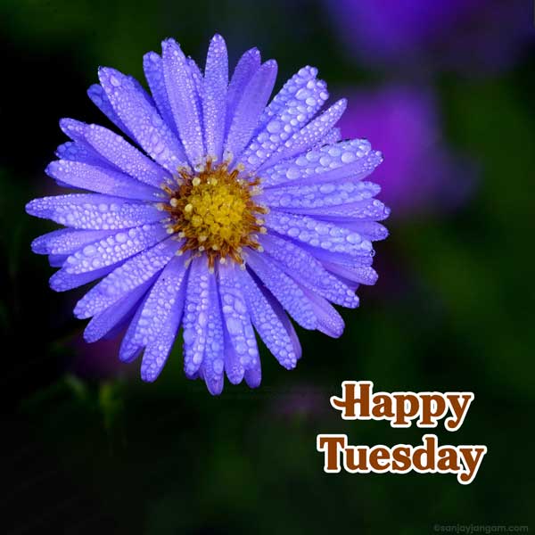 happy tuesday greetings