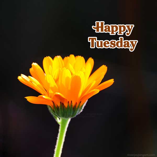 happy tuesday images for whatsapp