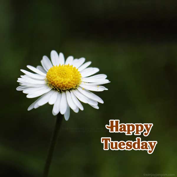 happy tuesday images