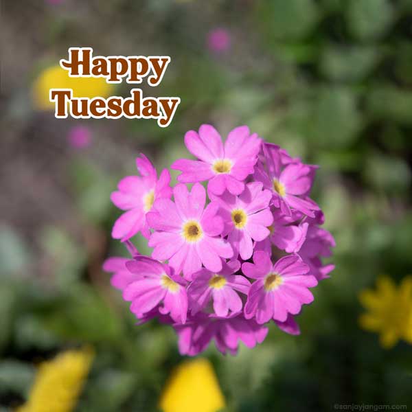 happy tuesday inspirational images