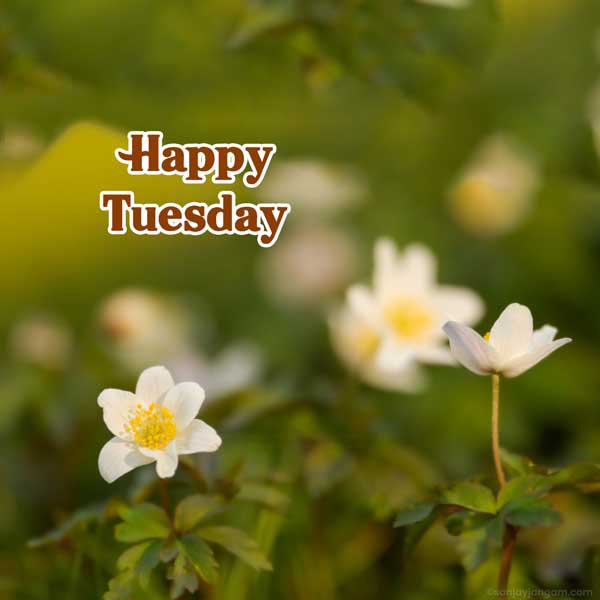 happy tuesday nature images