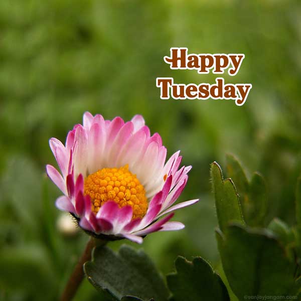 happy tuesday photos