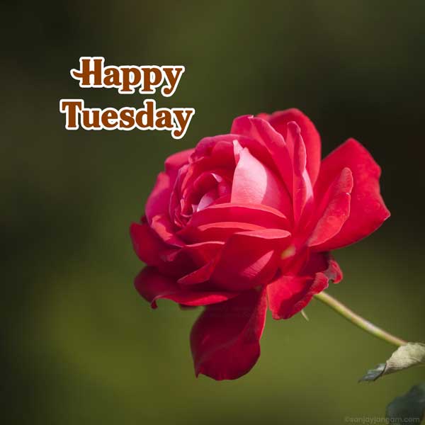 happy tuesday pics