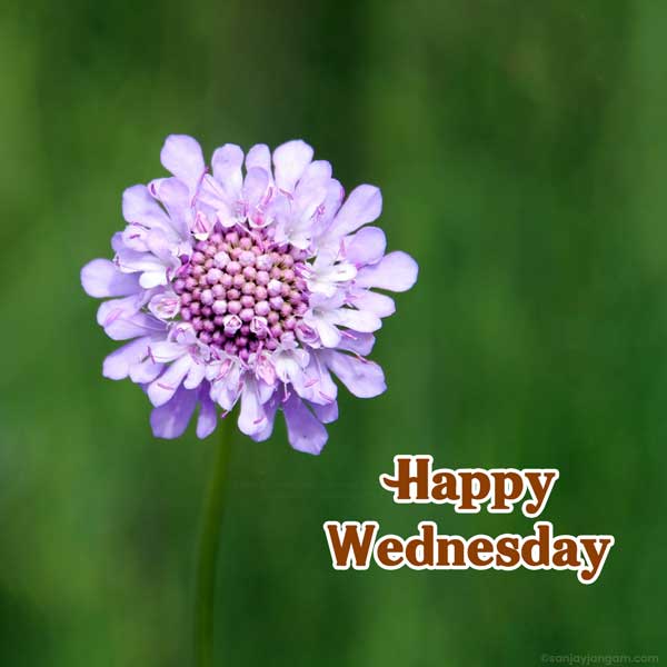 happy wednesday blessings images