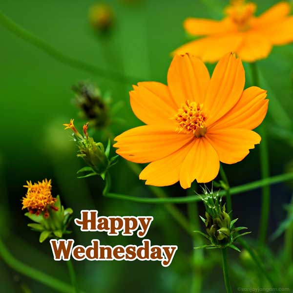 happy wednesday flowers images