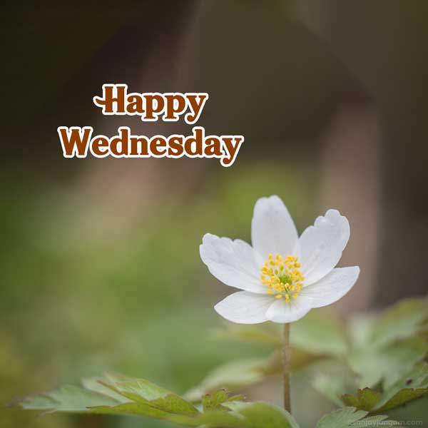 happy wednesday ganesh images