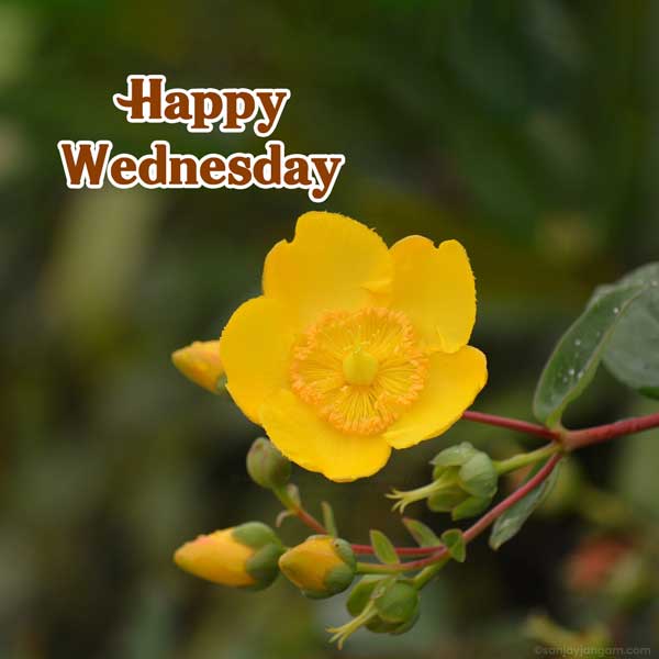 happy wednesday images