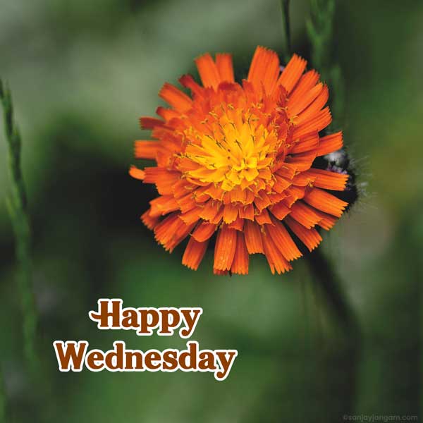 have a happy wednesday images
