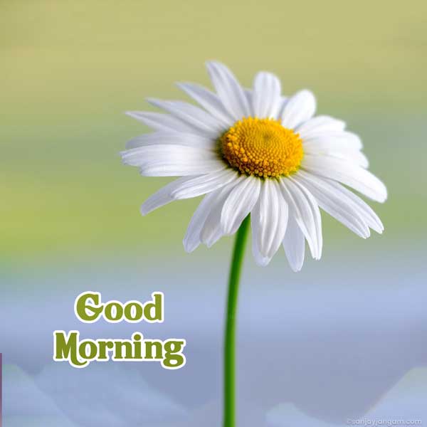 have a nice day images