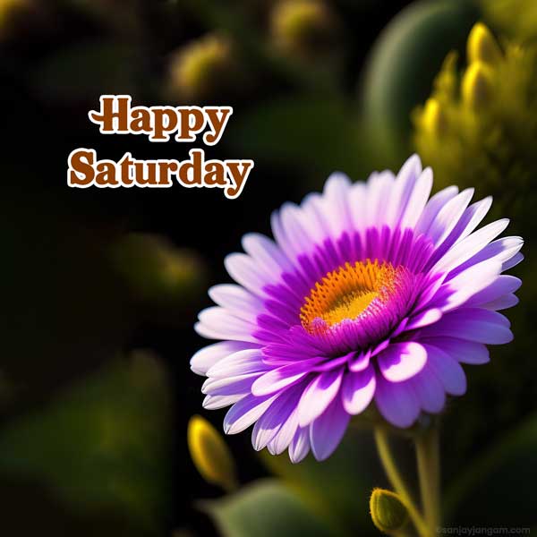 have a wonderful saturday images