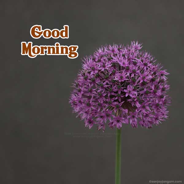 latest good morning images