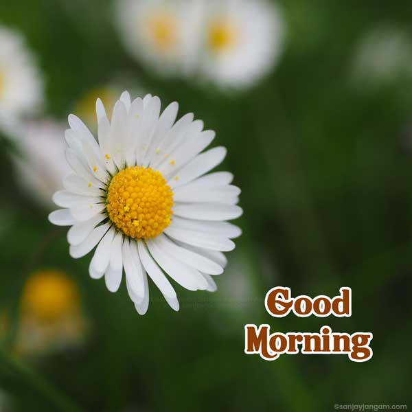 morning blessings images