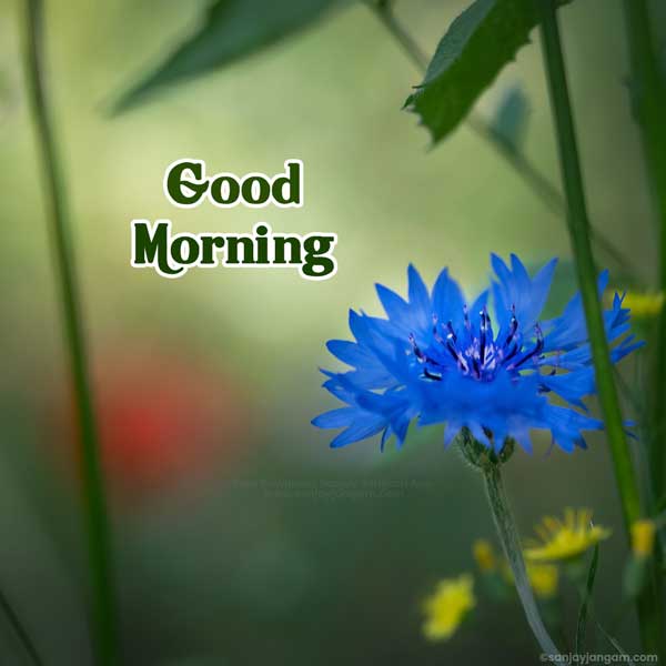 morning greetings images