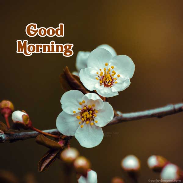 morning images