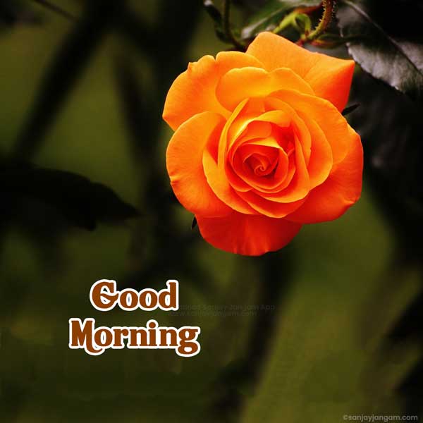 morning photo