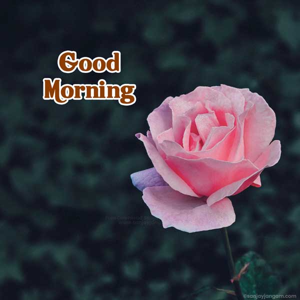 morning pic