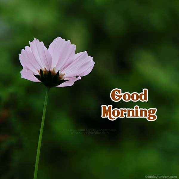 nice good morning images