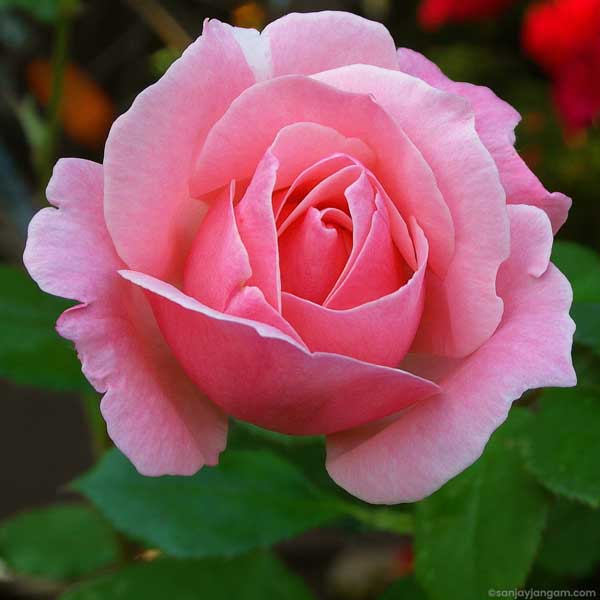 pink rose images