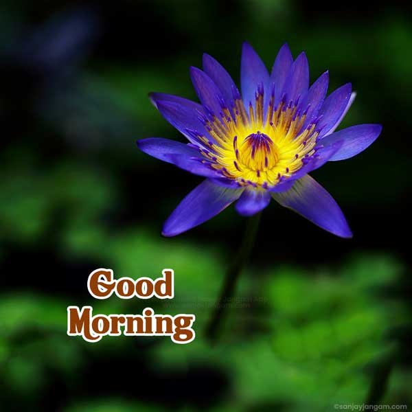 rainy good morning images