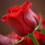 red rose flower images
