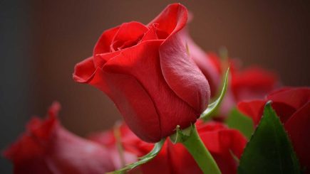 red rose flower images