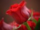 red rose flower images