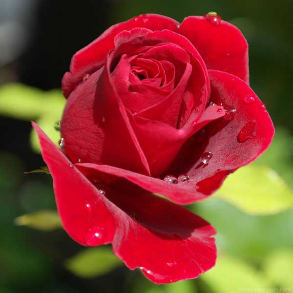 red rose image