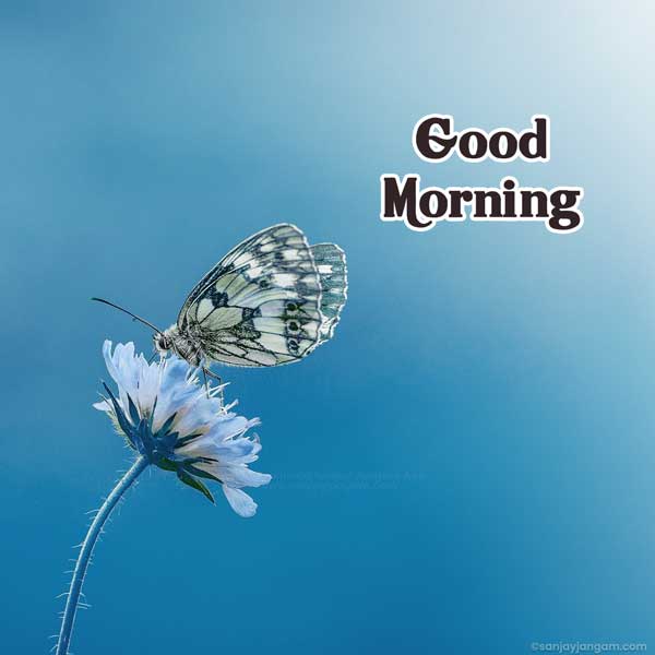romantic good morning images
