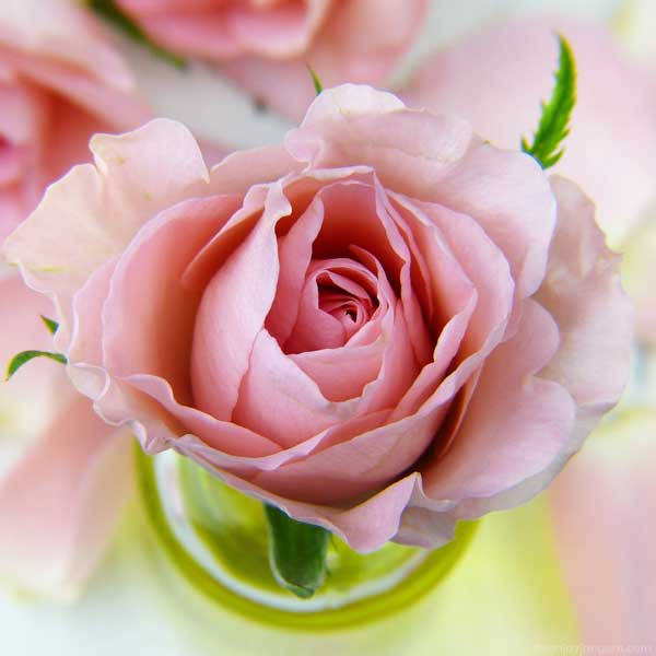 rose flower photos