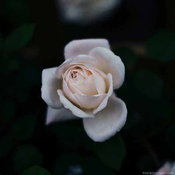 rose flower pictures