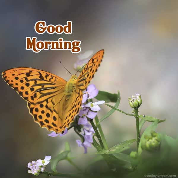 special good morning images
