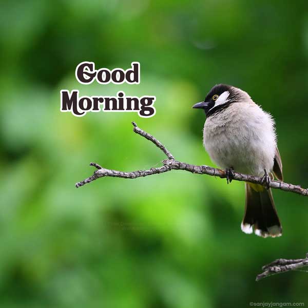 thought good morning images