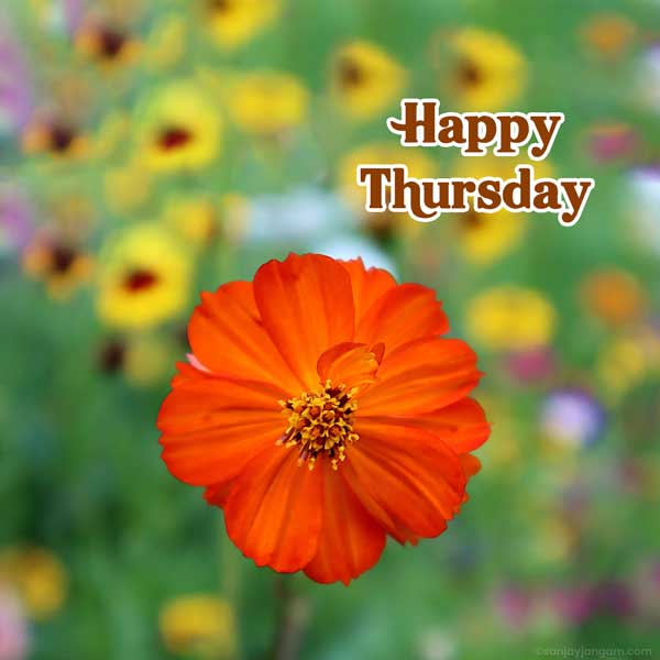 thursday greeting images