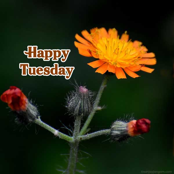 tuesday greetings images
