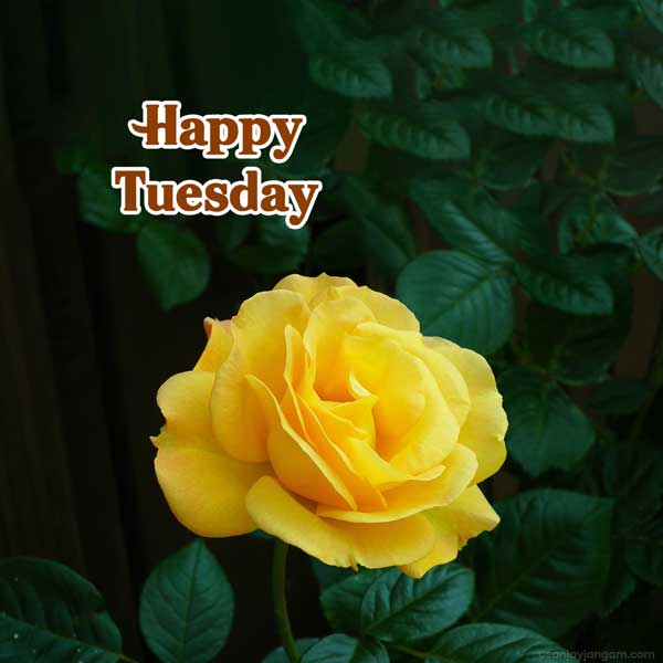 tuesday morning greetings images