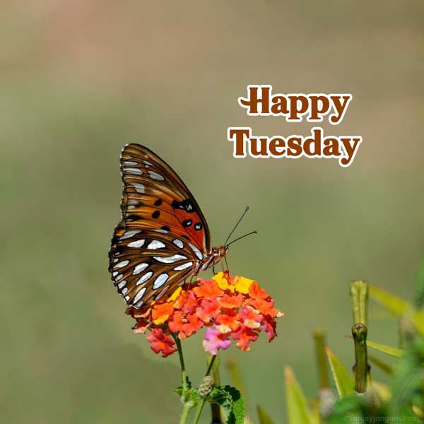 tuesday morning wishes with god images