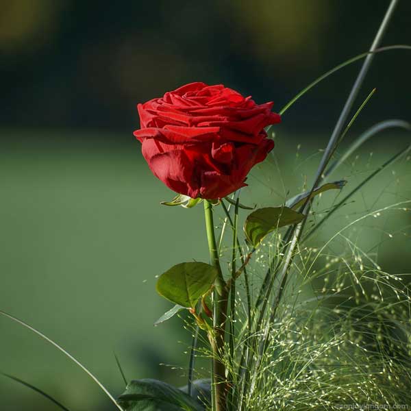 wallpaper of red rose