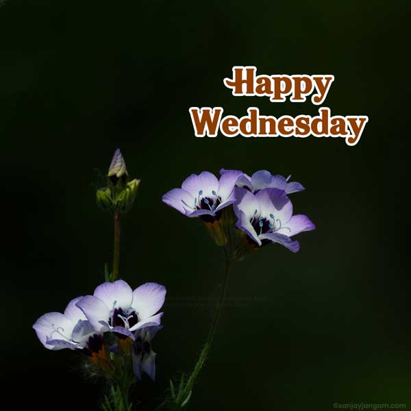 wednesday good morning god images