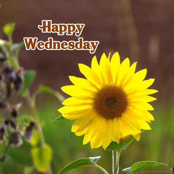 wednesday good morning greetings