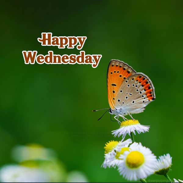 wednesday greetings images