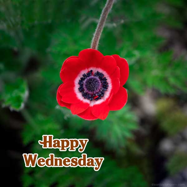 wednesday morning greetings images