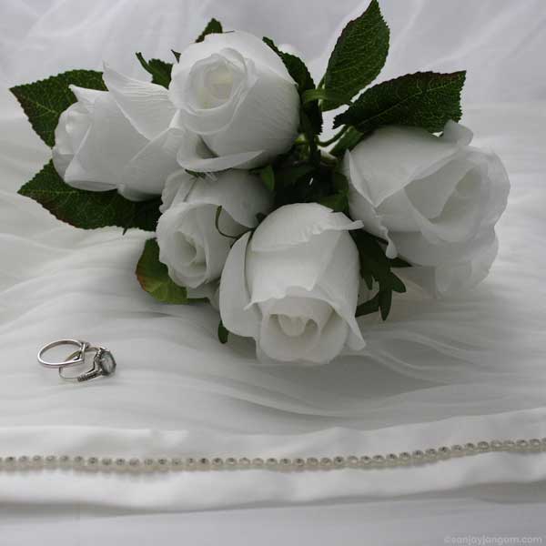 white rose images