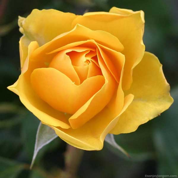 yellow rose images